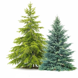 Cryptomeria Shrub