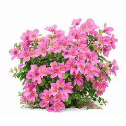 Azalea - Autumn Fire