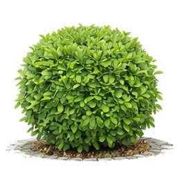 Boxwood - Green Mountain 10g