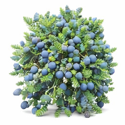 Juniper - Andora