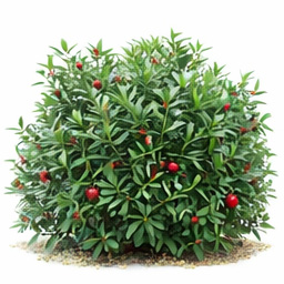 Yews - Densiform 3g